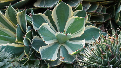 Variegated Agave Plant Beautiful Desert Succulent Garden
