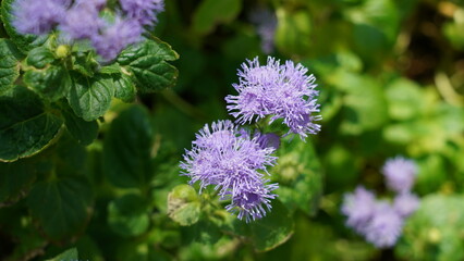 Beautiful Blue Mistflower Flowers in the Garden