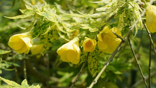 Close Up View of Yellow Flowering Maple Blooms