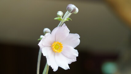 Elegant Japanese Anemone Bloom with Budding Companions