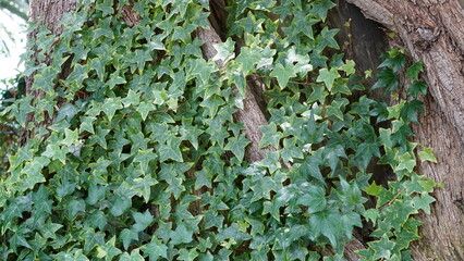 Green Ivy Vines Climbing Up a Textured Tree Trunk