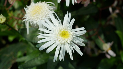 Beautiful White Daisy Flower With Yellow Center Close Up View