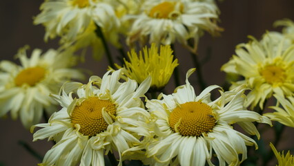 Beautiful Yellow and White Daisy Flowers in Full Bloom