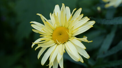 Beautiful Yellow Daisy Flower Macro Close Up