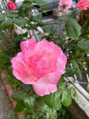 Obraz premium Beautiful pink rose blooming in a garden.A close-up shot of a delicate pink rose with soft petals, growing among green leaves in an outdoor garden setting.