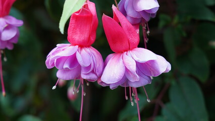 Beautiful Fuchsia Flowers in Full Bloom