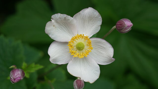 Delicate White Anemone Flower with Yellow Center