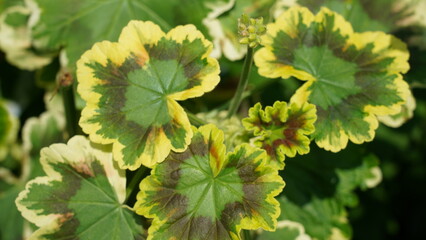 Variegated Geranium Plant Close Up Colorful Foliage