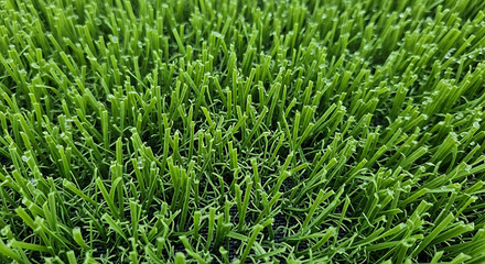 Obraz premium A close-up view of a lush green hedge with vibrant and healthy foliage