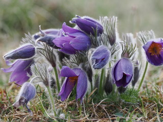 Küchenschellen in der Eifel