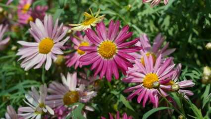 Vibrant Pink and Yellow Daisies in Lush Green Garden