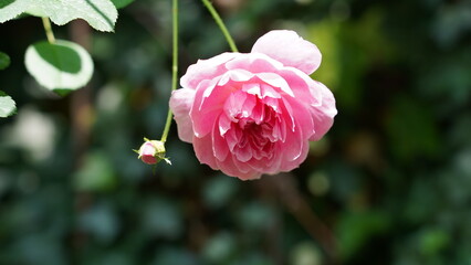 Beautiful Pink Rose Bloom in Natural Setting