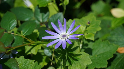 Beautiful Purple Flower in Full Bloom Outdoors