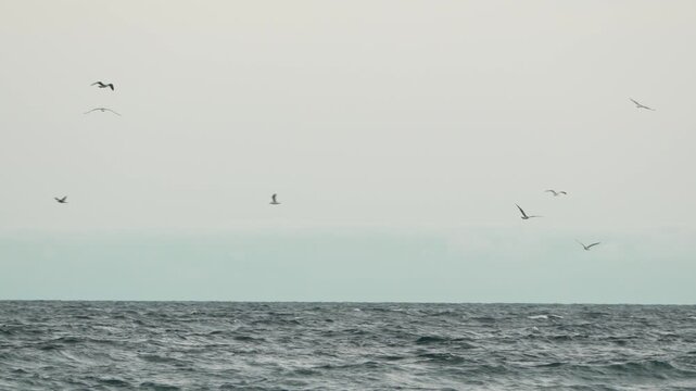 Seagulls, Ocean, Flying. Many seagulls fly over a vast, wavy ocean against a grey, cloudy sky.