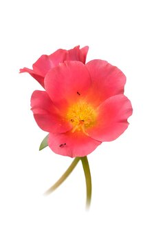 Pink Portulaca Flower (Krokot) Isolated on White Background, Close Up Macro Detail