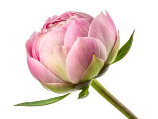 Pink peony bud in soft romantic pastel lighting on white background for floral design
