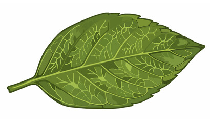 Obraz premium Detailed Green Leaf Vector Close-Up Showing Veins and Organic Texture Isolated on White