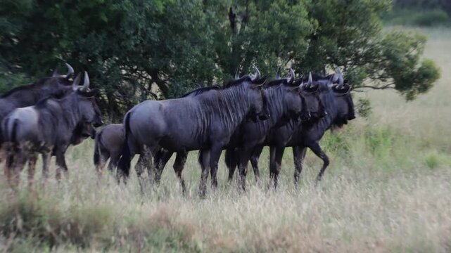 Blue wildebeest snorting, alarming at a predator.