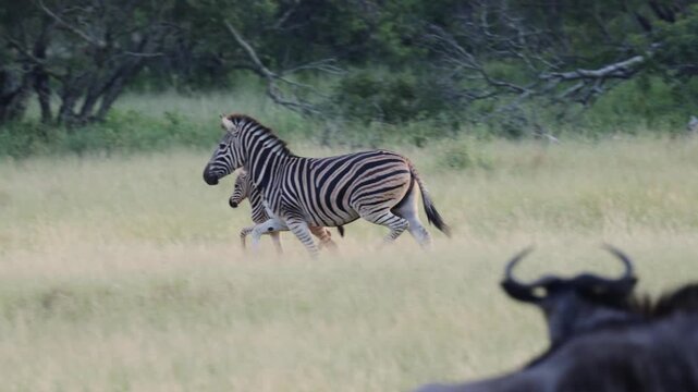  a zebra mare guiding her foal away from a predator