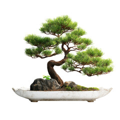 Japanese bonsai tree in ceramic pot miniature plant art isolated zen garden concept high resolution