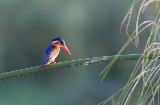 Malachite kingfisher on a branch over the Okkavango - Cubango river in Botswana, Africa