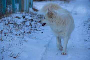 dog portrait in the snow