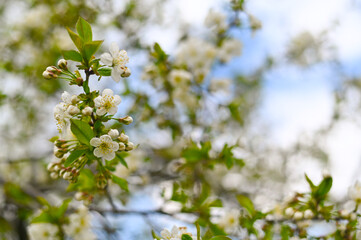 Obraz premium Blossom branch with white flowers against blue sky in spring season. flowering tree with beautiful spring white flowers. Cherry or apple blossoms. bloom seasonal concept about nature, blooming trees.