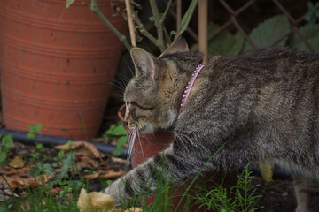 cat and mouse © Impresyjna