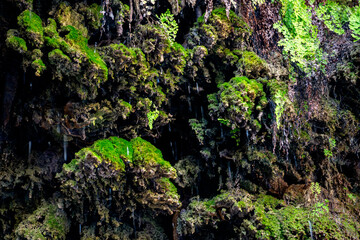 Fototapeta premium Bright winter moss on the tree vertical shot. Beautiful view to old historic rocky wall with slime on rainforest area in Antalya, Turkey. Arachnocampa luminosa, commonly known as New Zealand glowworm 