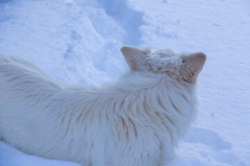 dog portrait in the snow
