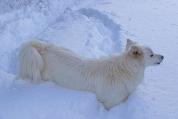 dog portrait in the snow