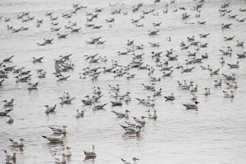 Large Flock of Seagulls Floating on Quiet River Surface
