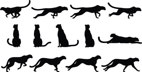 Set of black cheetah silhouettes featuring various poses including running, sprinting, sitting, stalking, and lying down isolated on white background. © Md