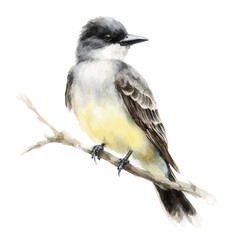 Kingbird, watercolor drawing vector, isolated on a white background. © F-ART