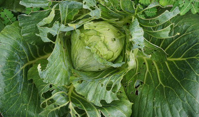 Fresh Green Cabbage Leaves with Insect Holes - Brassica Oleracea Leaf with Natural Pest Damage...