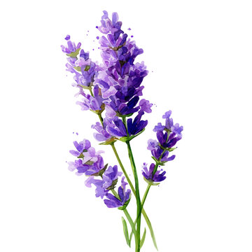 Lavender Flower, watercolor painting vector, isolated on a white background.