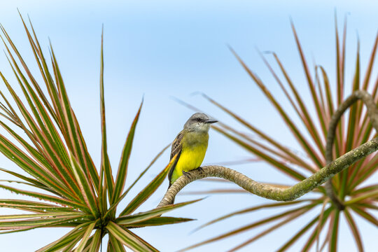 Trauerk&ouml;nigstyrann (Tyrannus melancholicus)