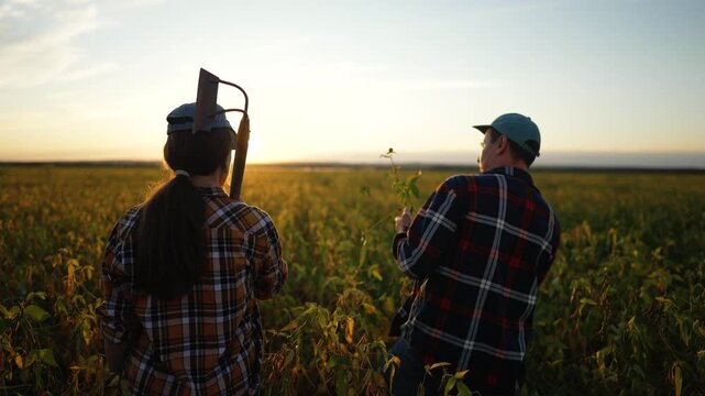 Two farmers stand in a large soybean field at sunset looking at the horizon. Woman holds a hoe on her shoulder while man checks a plant. Agriculture workers enjoy the summer evening view outdoors.