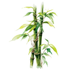 Fototapeta premium Lucky Bamboo, watercolor vector, isolated on a white background.