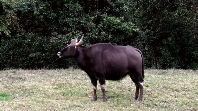 An Indian bison grazing in the meadow