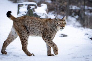 Obraz premium A wild Eurasian lynx walking through a snowy landscape in the Harz Mountains. Its thick winter fur and distinctive ear tufts are characteristic features of this elusive wild cat. 
