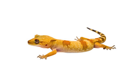 Obraz premium A small gecko with orange and brown markings, laying on a black surface