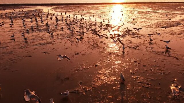 Seagulls on mudflats at sunset with golden water reflection