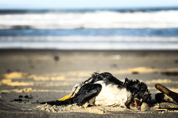 Dead puffin on the beach, due to a storm and plastic pollution