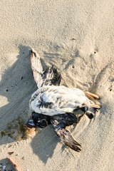 Dead puffin on the beach, due to a storm and plastic pollution