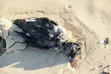 Dead puffin on the beach, due to a storm and plastic pollution