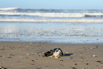 Dead puffin on the beach, due to a storm and plastic pollution