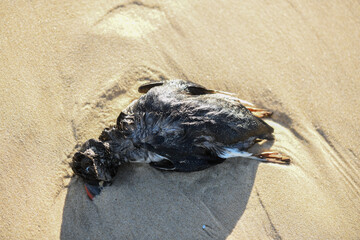 Dead puffin on the beach, due to a storm and plastic pollution
