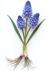 Fototapeta premium Three blue clustered grape hyacinth blossoms with green leaves, exposed bulbs and delicate roots on white background conveying calm botanical elegance