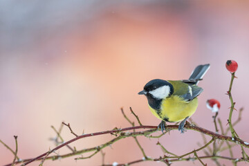 Great tit (Parus major) perched on a thorny rosehip branch with red berries in winter. © WojtekWildlife